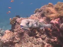 Puffer fish in cleaning station, South Ari Atoll, The Maldives Stock Footage