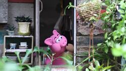 Pig hand puppet on the window Stock Footage