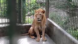 VOICED : El zoologico de narcos hondurenos News Clip