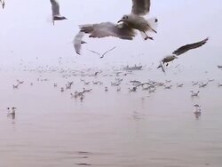 WS Birds roaming in Ganges River / Varanasi, Uttar Pradesh, India Stock Footage