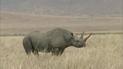 A lone rhinoceros stands in waving grass. Stock Footage