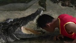 Crocodile Wrestling in Thailand Stock Footage