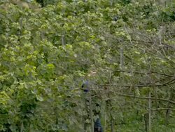 LS DS Winegrower Spraying Pesticide Stock Footage