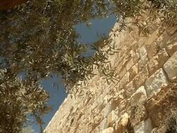 Olive Tree and the Walls of Jerusalem in Israel Stock Footage