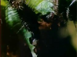 Beetle larvae eating Dipteryx leaf, time lapse, CU, Panama Stock Footage