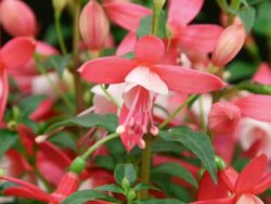 Fuchsia erige blooming HD Stock Footage