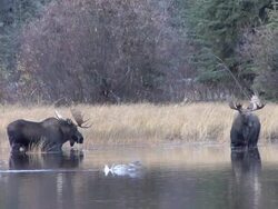 MS Two bull moose foraging in water and ducks flying by / Alberta, Canada Stock Footage