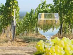 HD DOLLY: Vineyard Scene With Glass Of Wine Stock Footage