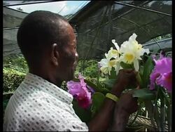 The queen of orchids blooms amidst poverty and natural destruction News Clip