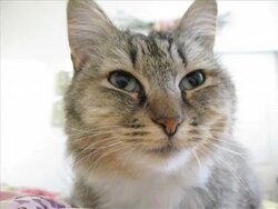 Kitty Cat Close-Up Stock Footage