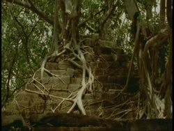 MS tree roots growing over Hindu statue in jungle, Bandhavgarh National Park, India Stock Footage