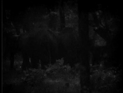 Indian Elephant, Elephas maximus,  herd graze in jungle with calves, night shot, MS, India Stock Footage