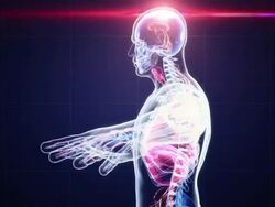 Human body scan Stock Footage