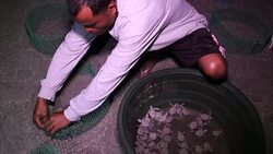 VOICED : Philippine sanctuary battles against odds to save sea turtles News Clip