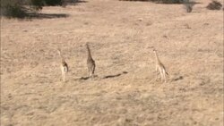 Giraffes run through Kruger National Park. Stock Footage