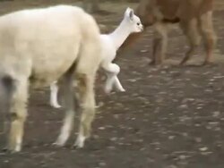 HD 1080i Alpaca Mother and Baby 2 Stock Footage