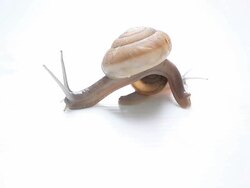 Mother and child Snail Stock Footage