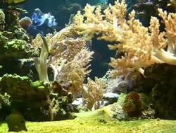 Coral colony on the reef Stock Footage