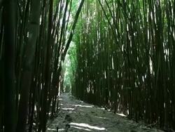 Bamboo Forest Panning, Maui, Hawaii Stock Footage