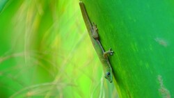 Green Gecko - Phelsuma Stock Footage