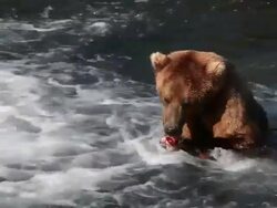 MS Shot of dominant brown bear sitting in Brooks River with caught salmon, eating and defending his catch / Alaska, United States Stock Footage