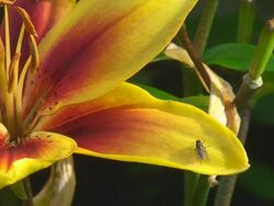 Fly on Yellow Lily Stock Footage