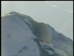 MS Polar Bear, Ursus maritimus, climbing steep icy rock, Arctic Circle Stock Footage