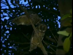 MS Low angle zoom in, 2 immature Long-eared Owls interacting in tree at twilight, Israel Stock Footage
