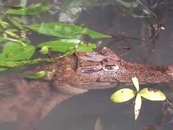 Caiman in the water Stock Footage
