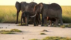 Elephants watching resting calfs Stock Footage