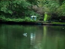heron Stock Footage