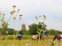 Farmers grow rice Stock Footage