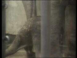 USA -Baby Asian Elephant Born News Clip