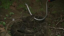A researcher prods a captive snake with a snake hook. Stock Footage