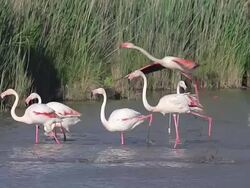 MS TS SLO MO Shot of Greater Flamingo (phoenicopterus ruber roseus) group in Flight and landing in swamp in south east of France / Saintes Marie de la Mer, Camargue, France Stock Footage