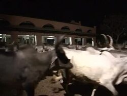 VOICED: Can drinking holy cow urine cure ailments? News Clip