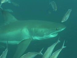 Medium Long Shot hand-held - A great white shark swims past smaller fish that follow the shark. Stock Footage
