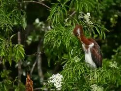 Tricolor Heron Stock Footage