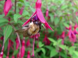 ECU TS SLO MO Shot of Bumblebee nectar feeding on Fuchsia flowers / Newcastle Emlyn, Ceredigion, United Kingdom Stock Footage