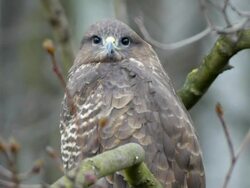 Buzzard Stock Footage