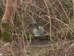 HD: Garbage in nature Stock Footage