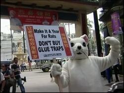Animal rights activists protest sale of glue traps for rats News Clip