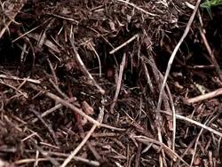  CU View of anthill  /  Kastel-Staadt, Rhineland-Palatinate, Germany Stock Footage