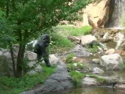 Gorilla Stock Footage