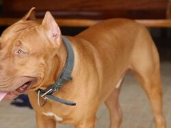 Pit bull terrier Stock Footage