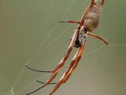 CU Spider on web / Mutawintji National Park, New South Wales, Australia Stock Footage