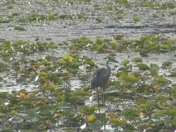Walking heron 2  1080/60i Stock Footage