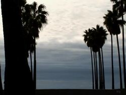 Silhouette Skateboarder Passing Palm Trees Stock Footage
