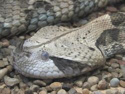 Rattlesnake in HD Stock Footage