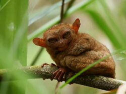"LS through leaves of a Philippines tarsier looking upwards and being suddenly joined by another tarsier on a branch / Bohol Island, Philippines" Stock Footage